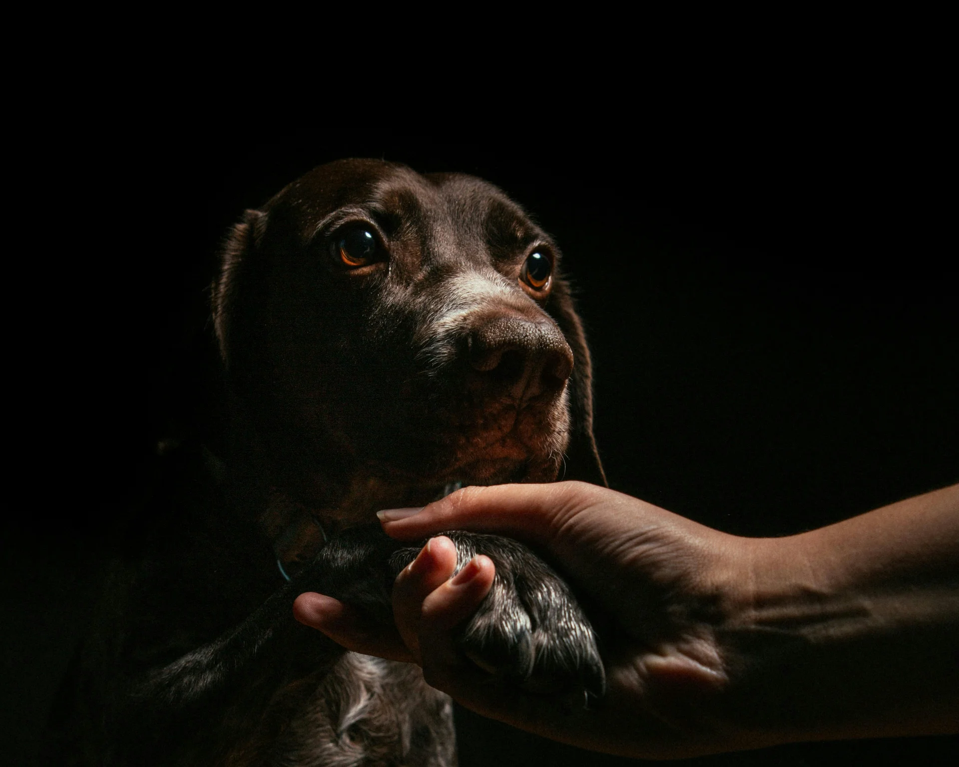 Dunkelbrauner Hund wird sanft von einer Hand gehalten vor schwarzem Hintergrund