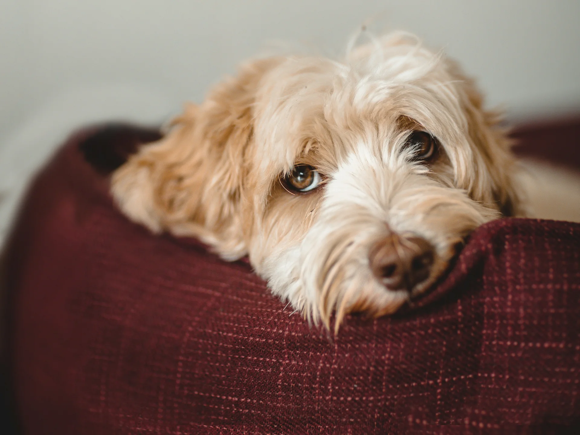 Lying dog with brown and white fur on red couch