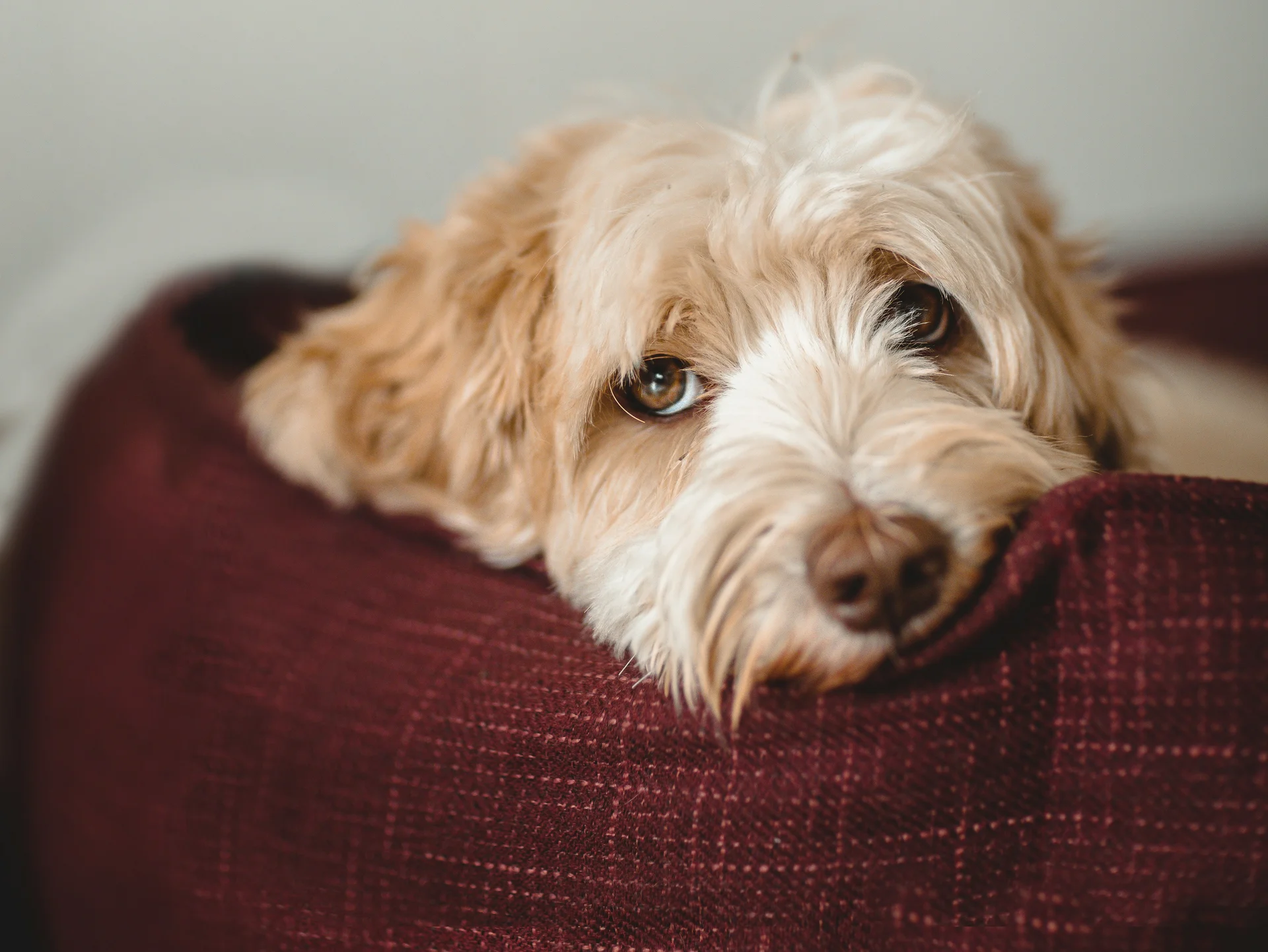 Liegender Hund mit braunem und weißem Fell auf rotem Sofa