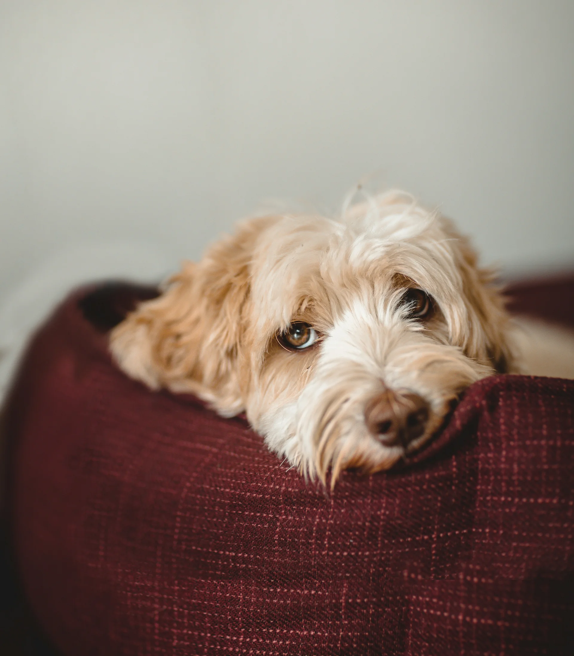Liegender Hund mit braunem und weißem Fell auf rotem Sofa
