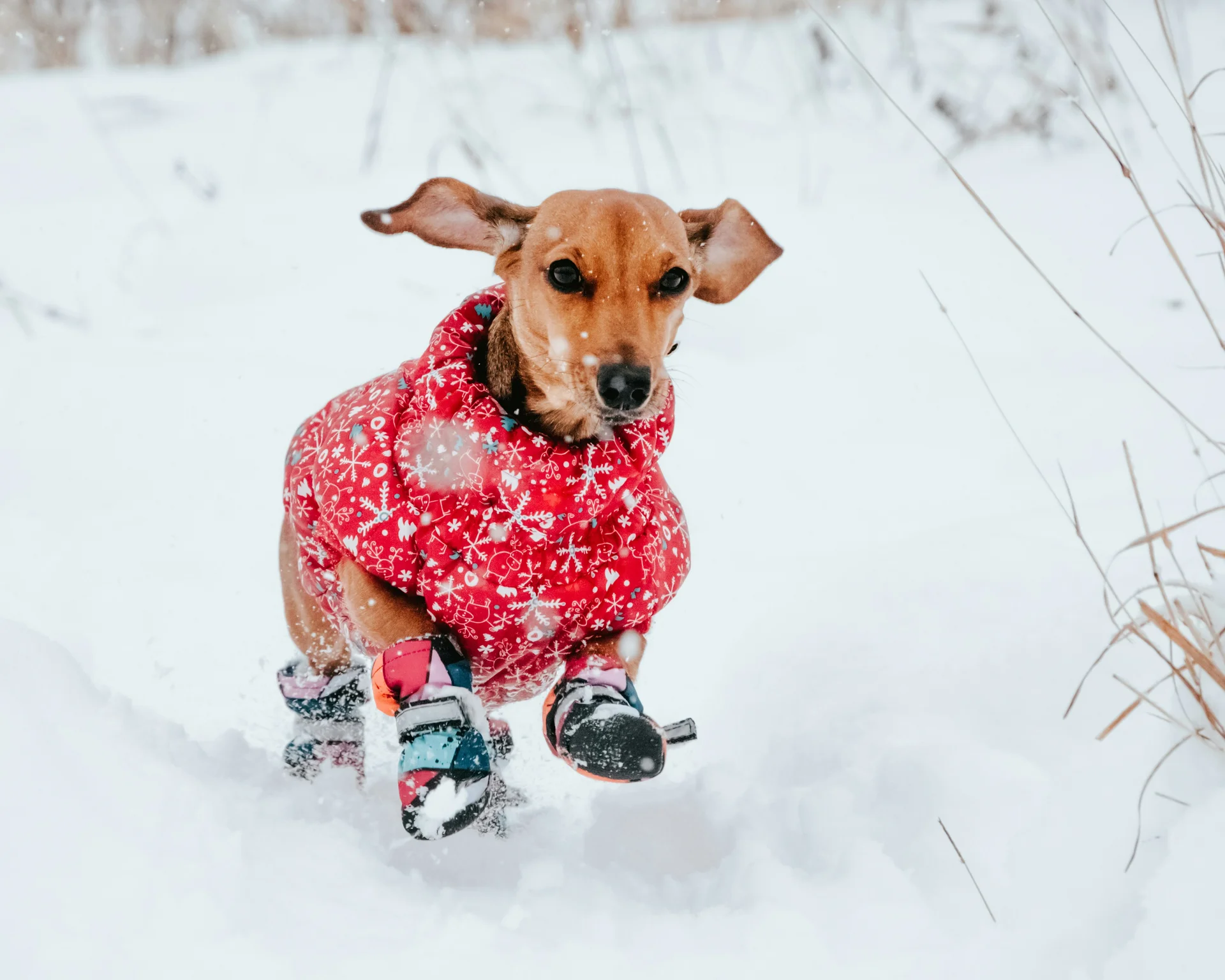Hund in rotem Mantel und bunten Schuhen läuft durch Schnee