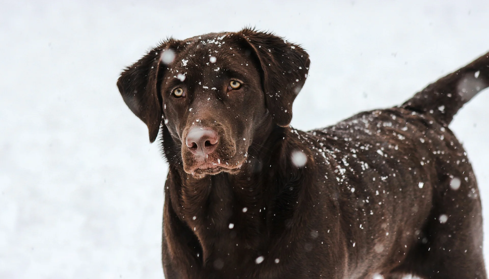 Schokoladenbrauner Labrador mit Schneeflocken auf Fell im Schnee