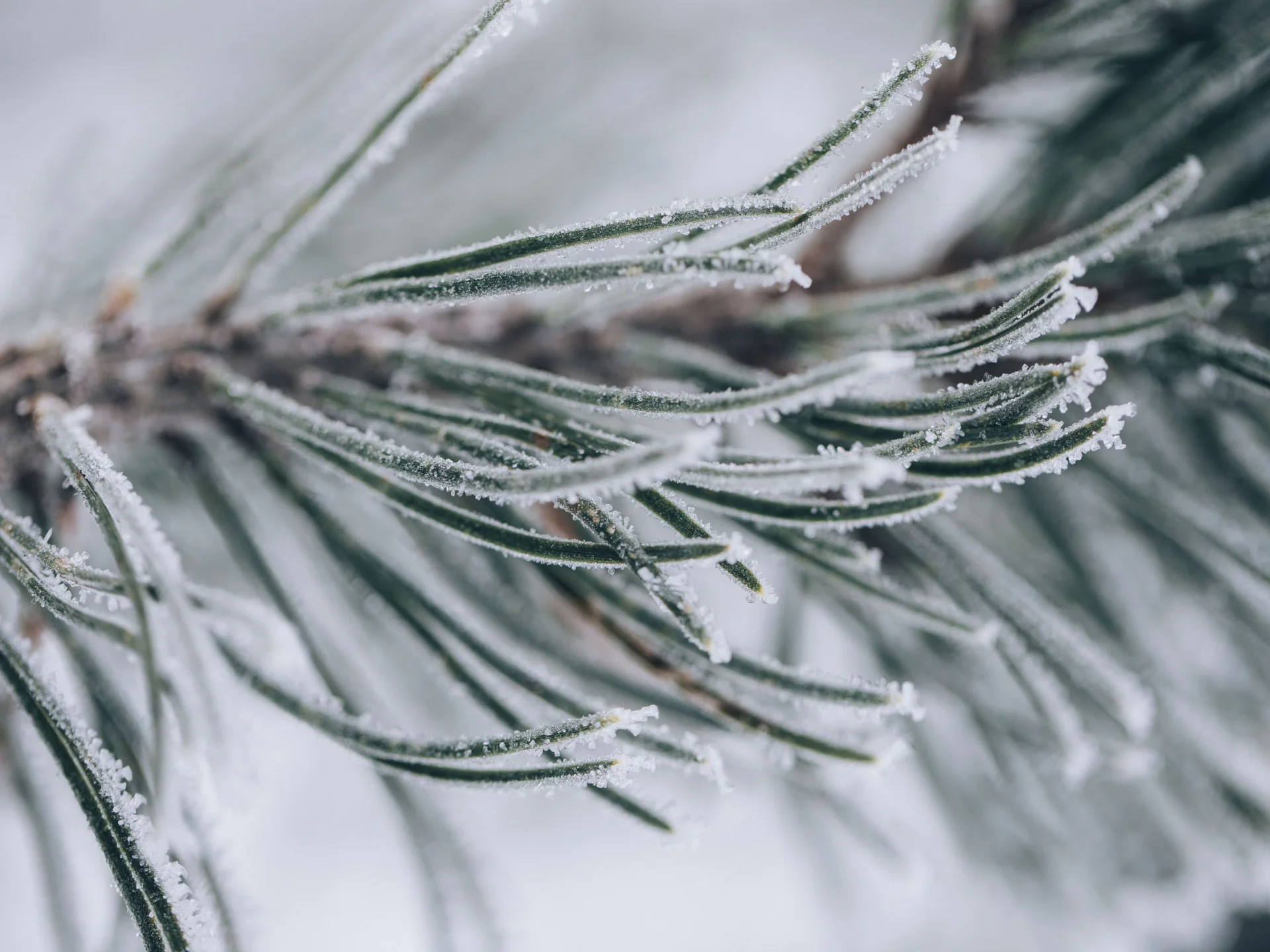 Eis bedeckte Kiefern nadeln im Winter nahaufnahme