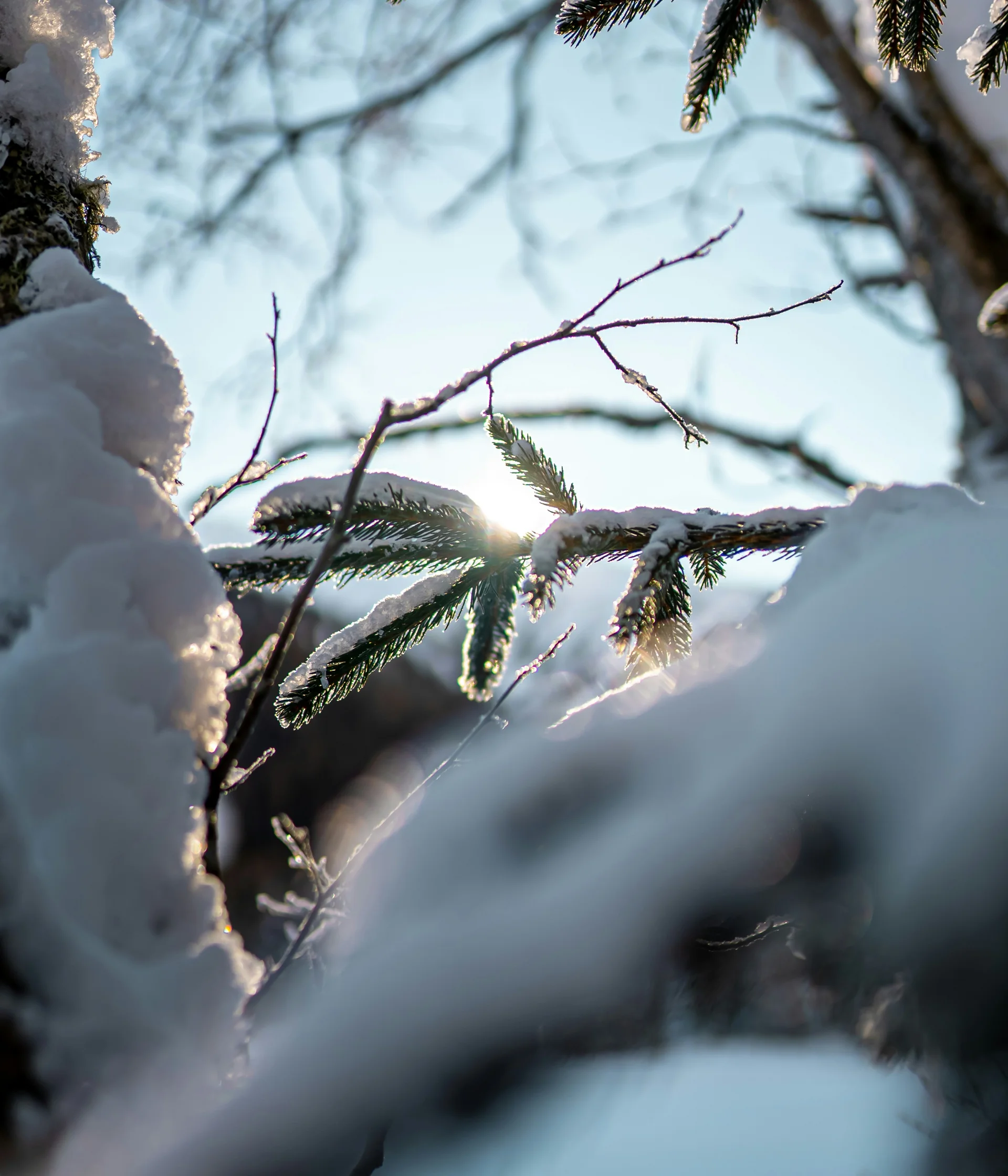Schneebedeckte Tannenzweige im Winter mit bläulichem Himmel im Hintergrund