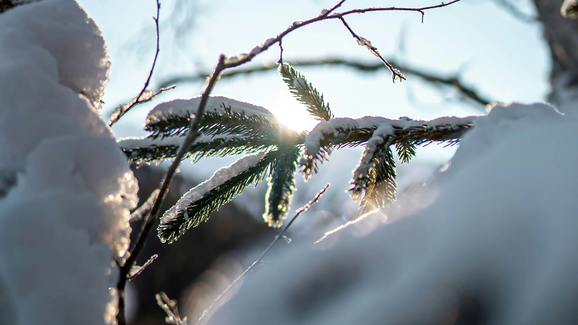 Schneebedeckte Tannenzweige im Winter mit bläulichem Himmel im Hintergrund