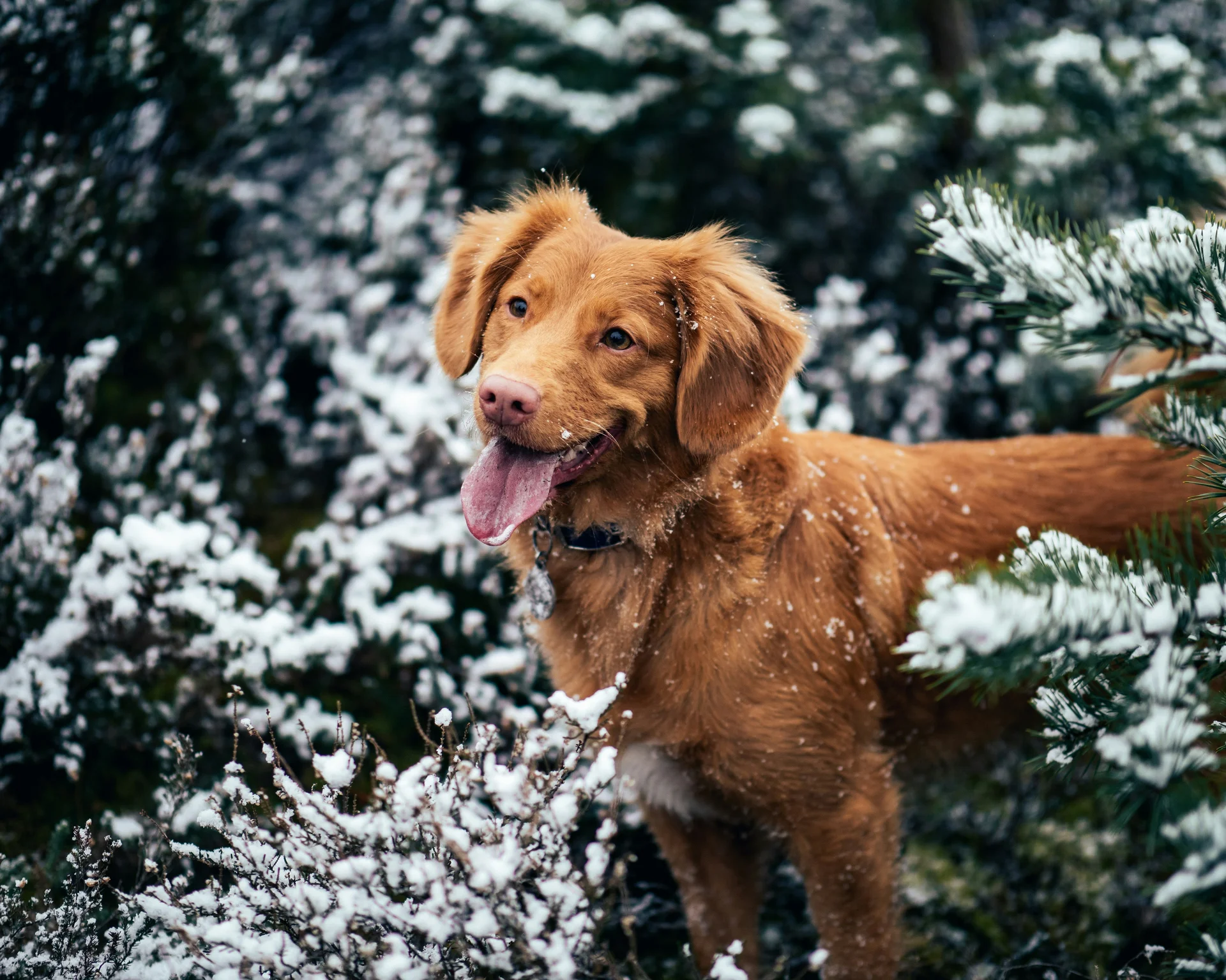 Brauner Hund mit herausgestreckter Zunge im verschneiten Wald