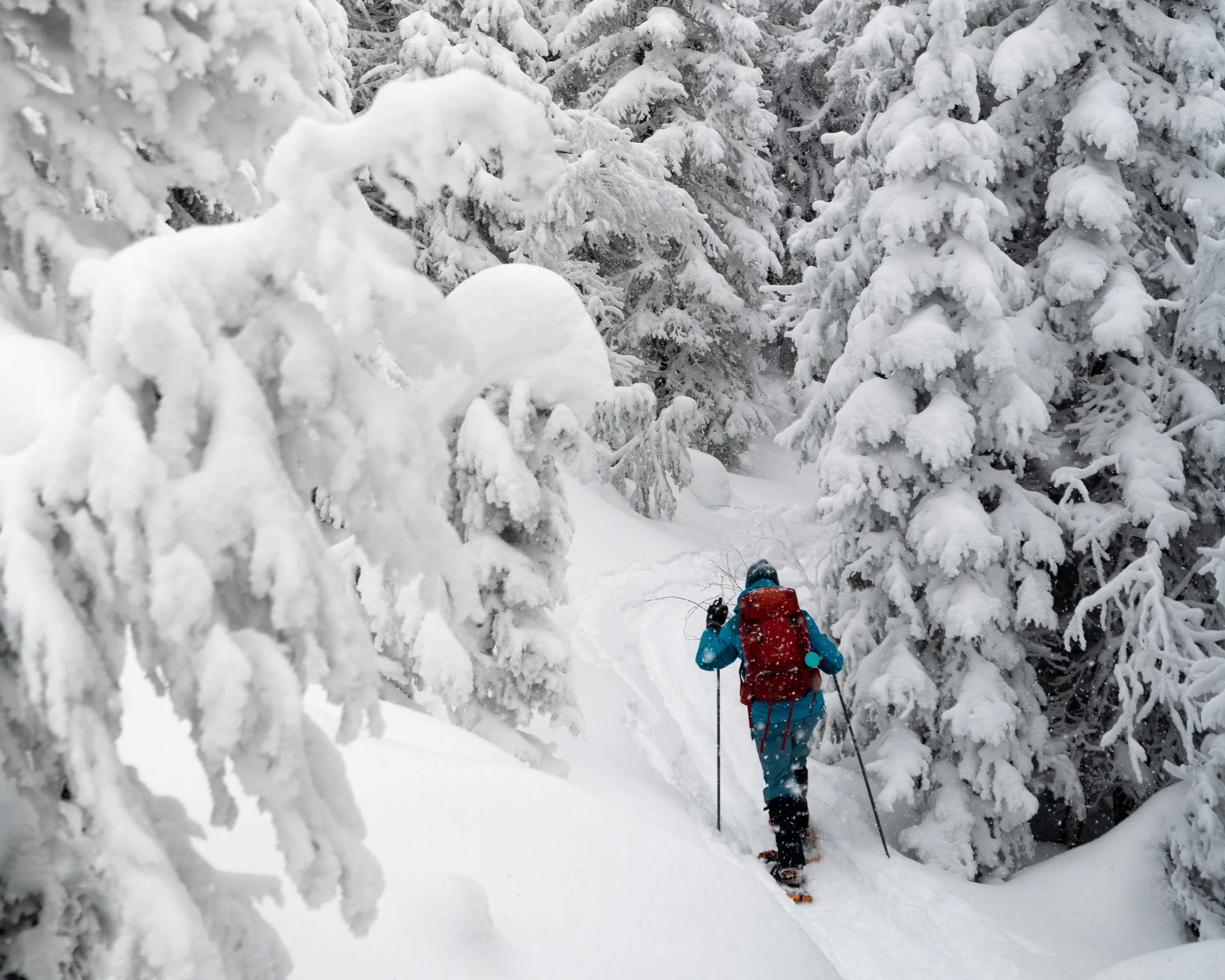 Schneeschuhwanderer steigt durch schneebedeckten Wald