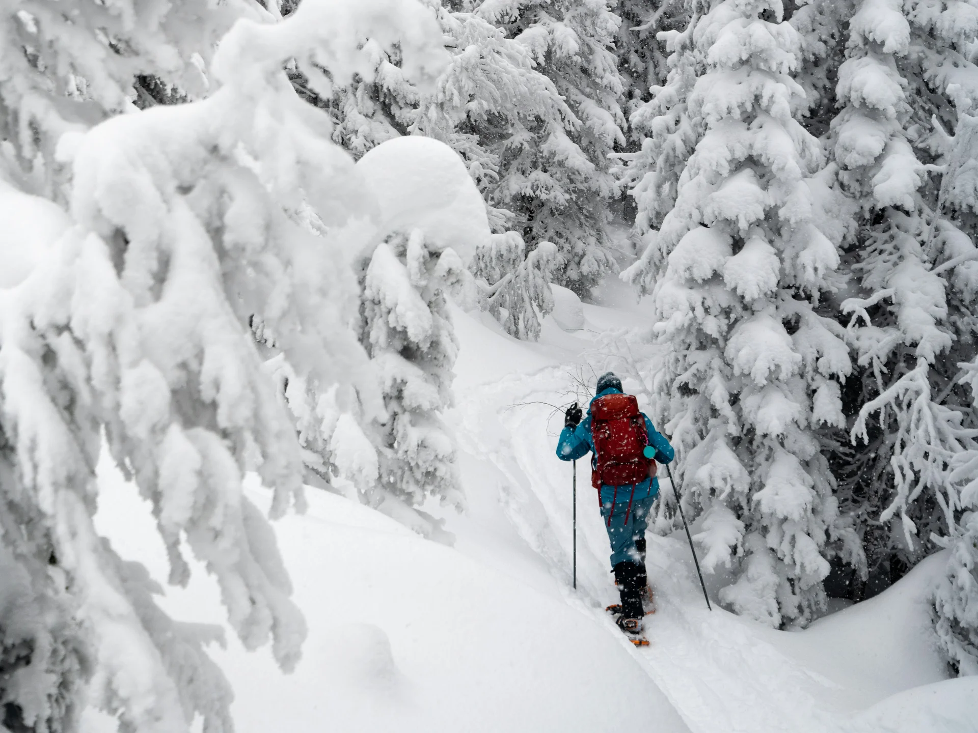 Schneeschuhwanderer steigt durch schneebedeckten Wald