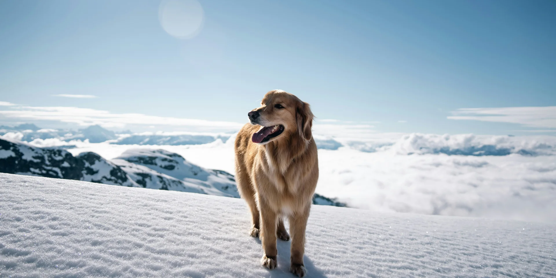 Golden Retriever steht auf verschneitem Berg vor klarem blauem Himmel